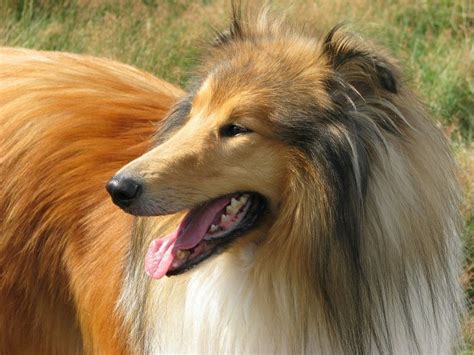 17 Long Haired Dog Breeds With Pictures Pet Keen