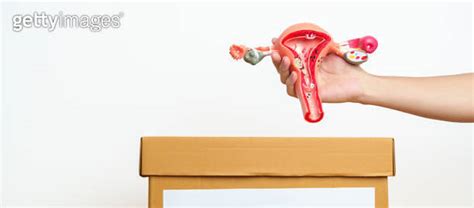 Organ Donation Charity Volunteer Giving Concept Hand Holding Uterus