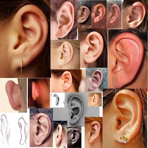 Human Ears Collage Anatomy Reference Anatomy For Artists Figure
