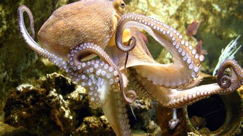 Sea Animals Octopuses Wallpaper Hd