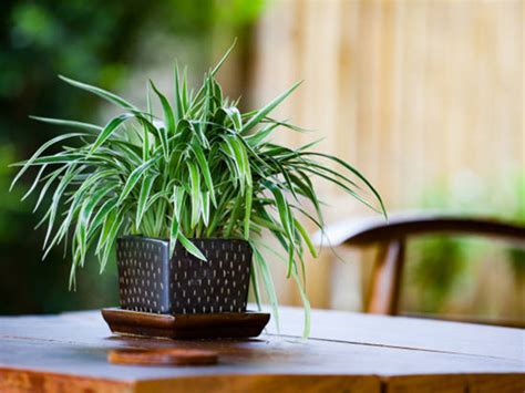 Ultimate guide to winter house plant care. Top 3 air purifying indoor plants | Witbank News