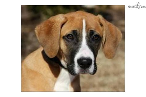 They are thought to have been used as war dogs and were developed to hunt boar. Adopt Timber a Great Dane Puppy for ???. Boxer/Great Dane Mix