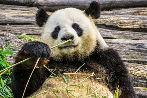 Panda Facts Interesting Things About Giant Pandas