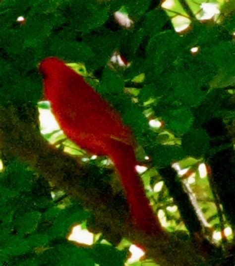Cardinal Bird Photograph By Debra Vatalaro Fine Art America