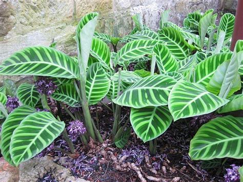 Calathea zebrina - Tuin