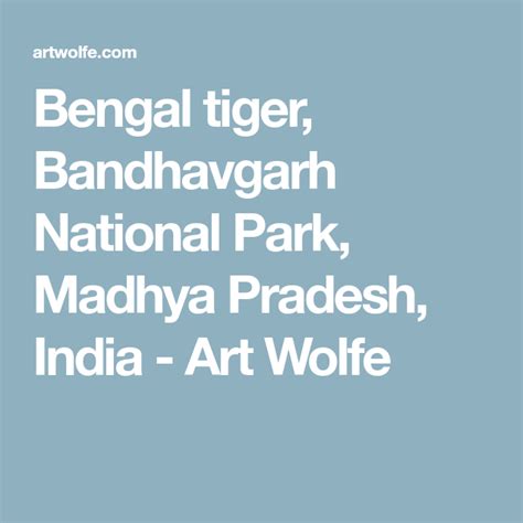 Bengal Tiger Bandhavgarh National Park Madhya Pradesh India Art