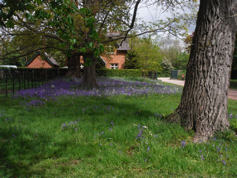 Bluebells By Jubilee Lodge Osterley Park Swc Short Walk 5 Flickr