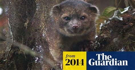Meet The Top 10 Newly Discovered Species Of 2014 Wildlife The Guardian