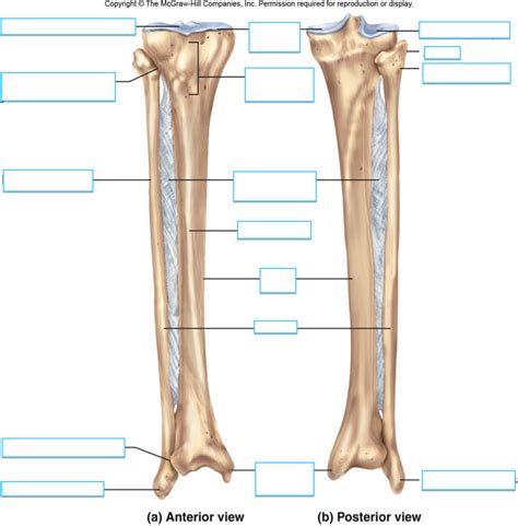 Tibia And Fibula Anterior And Posterior View Diagram Quizlet
