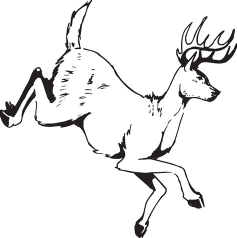 Deer Jumping Animal · Free Vector Graphic On Pixabay