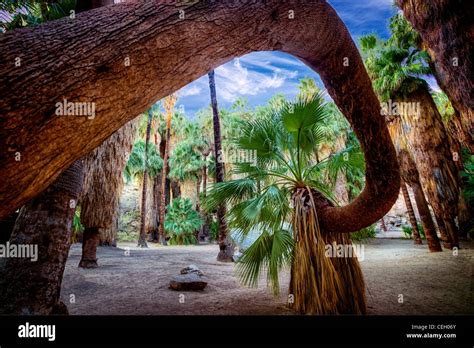 Twisted Palm Tree Palm Canyon Indian Canyons Palm Springs Stock