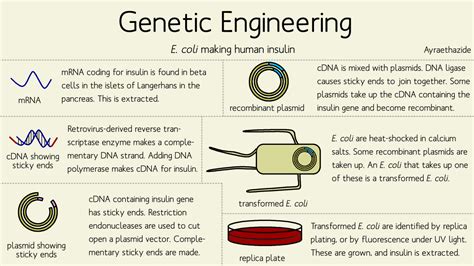 Further golden rice research and the introduction of golden rice. Ayraethazide — Genetic engineering can be applied to loads ...