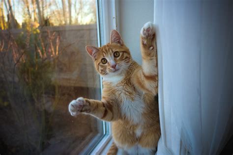 Fotos Gratis Animal Linda Mascota Pelaje Naranja Retrato Joven