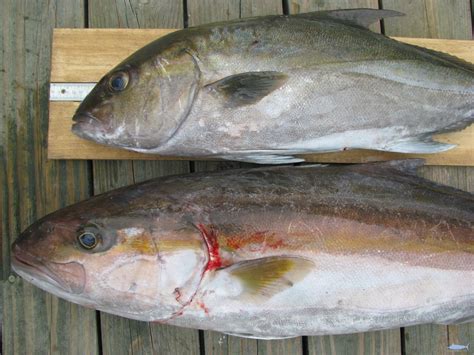 Almaco Fishes Of North Carolina