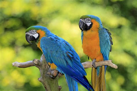 8 Top Large Parrots To Keep As Pets