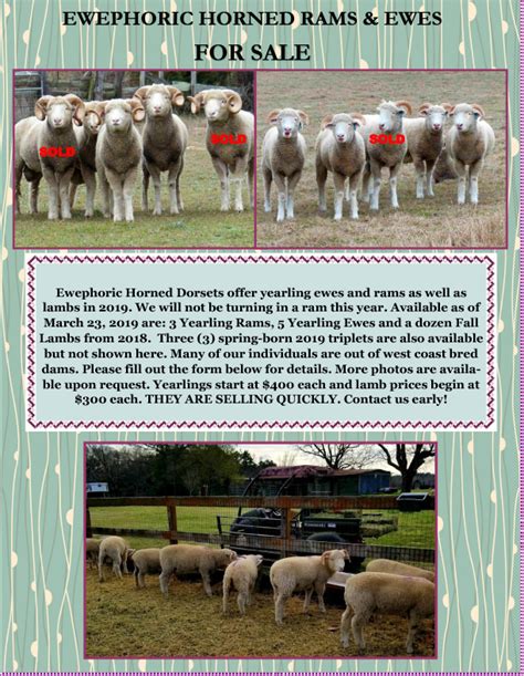 Ewephoric Sheep For Sale In 2019 Horned Dorset Sheep And Ts For