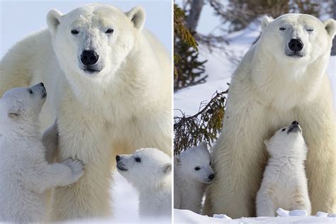 Adorable Polar Bear Cubs Leave Their Den For The First Time To Play In