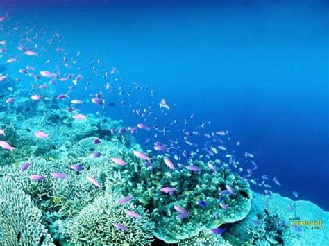Free download Wonderful Under Sea Wallpaper Wallpaper for desktop