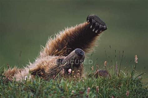 Grizzly Bear Stretching — Green Wilderness Stock Photo 162675594