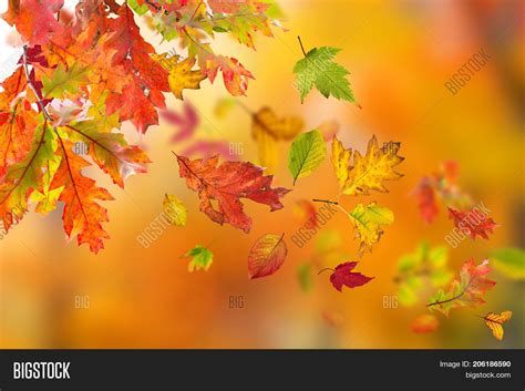 Falling Autumn Leaves Image And Photo Free Trial Bigstock