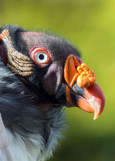 ¡pájaros Feos Las 11 Aves Más Feas Del Planeta Fotos Vídeos