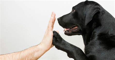 10 Reasons Why Dogs Are A Humans Best Friend