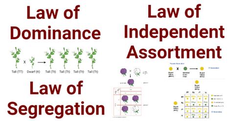 Mendels 3 Laws Segregation Independent Assortment Dominance