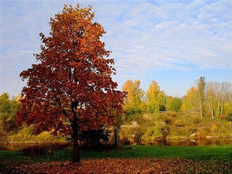 Красивые осенние деревья (40 картинок)