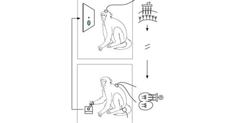 Brain Implant Lets One Monkey Control Another Cbs News