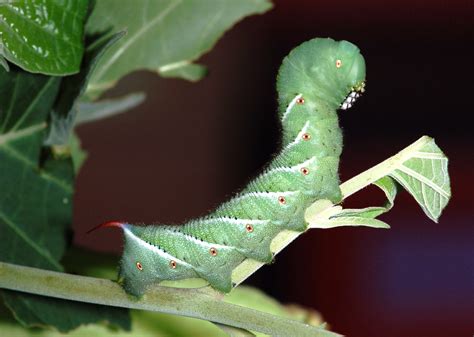 Envirotip 1 Tomato Hornworms Feeling The Love The Resilient Activist