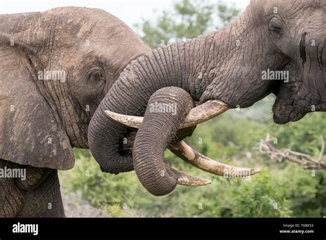 Two Elephant Loxodonta Africana Wrap Their Trunks Together And Around