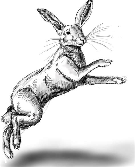 Hare Wip 1 Hare Sketch Hare Drawing Hare
