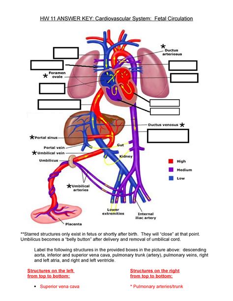 Homework 11 Dehart Hw 11 Answer Key Cardiovascular System Fetal