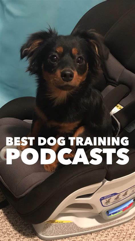 Dog Training Podcasts | Dog Training Fresno Board and Train | Dog training, Best dog training ...