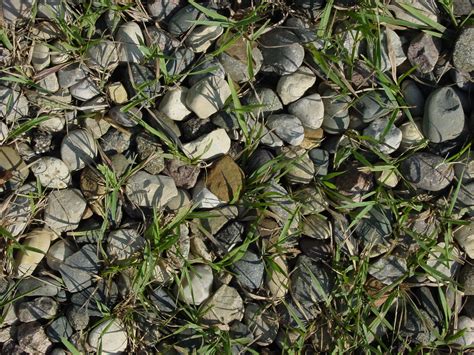 Free Images Nature Grass Rock Ground Lawn Texture Leaf Flower