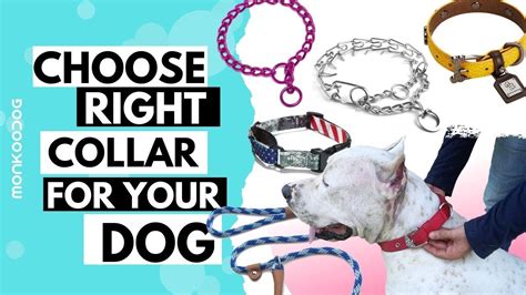 How To Choose Right Collar For Your Dog Pros And Cons Explained Youtube