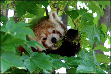 Red Panda Eating Fruit