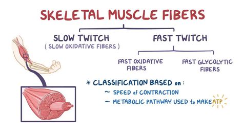 Slow Twitch And Fast Twitch Muscle Fibers Video Osmosis