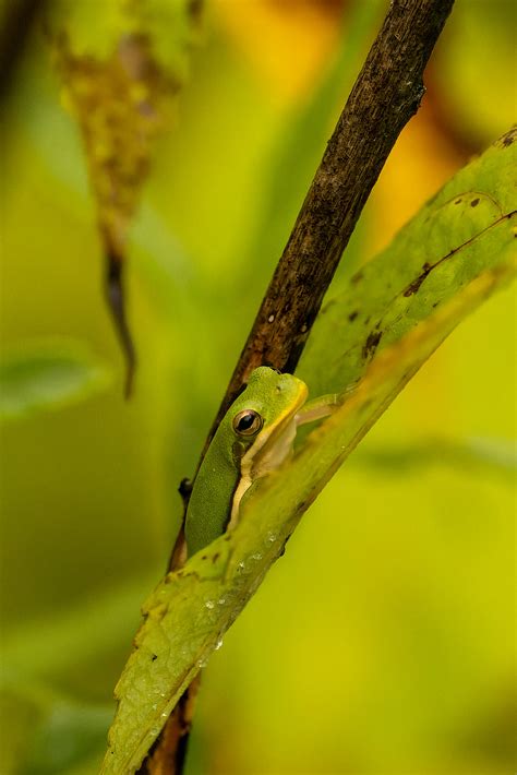 First Time Shooting Tree Frogs Fm Forums
