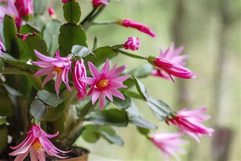 How To Grow And Care For Easter Cactus