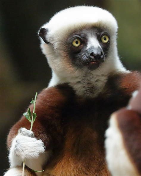 Coquerels Sifaka By Paul Sager Photo 96809763 500px