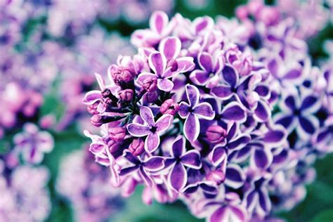 In the holy roman empire, husbands would give their wife a silver garland to mark their 25th anniversary, and a golden wreath when they reached 50 years of marriage. Lilac Meaning and Symbolism - FTD.com | Types of purple ...