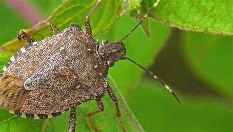 Stink Bugs What Attracts Them And What Risks Do They Pose