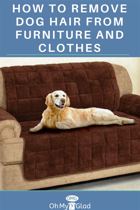 How To Remove Dog Hair From Furniture And Clothes Dog Hair Pets