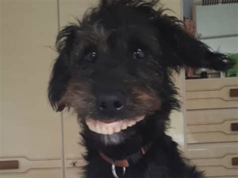 Perro Se Roba La Dentadura De Su Dueña Rr Noticias