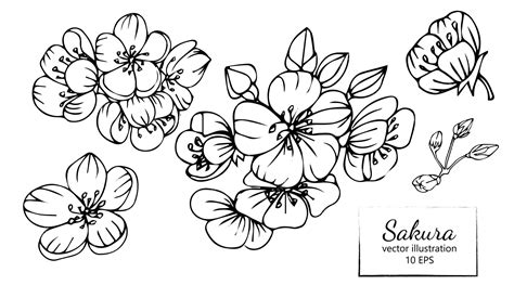 Premium Vector Sakura Flowers Blossom Set Hand Drawn Line Ink Style