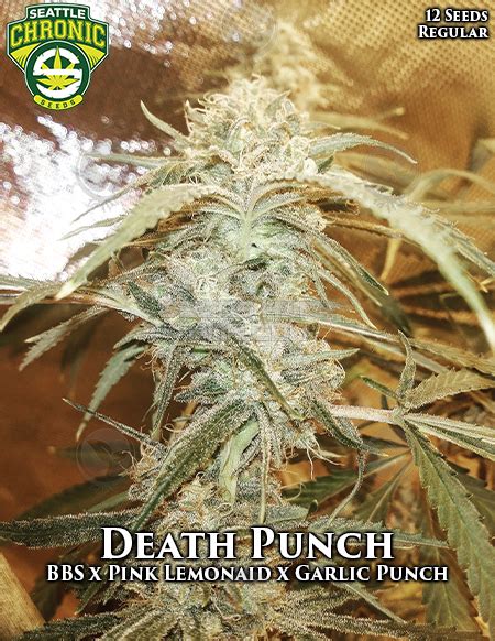 Death Punch Von Seattle Chronic Seeds Cannabis Sorten Infos
