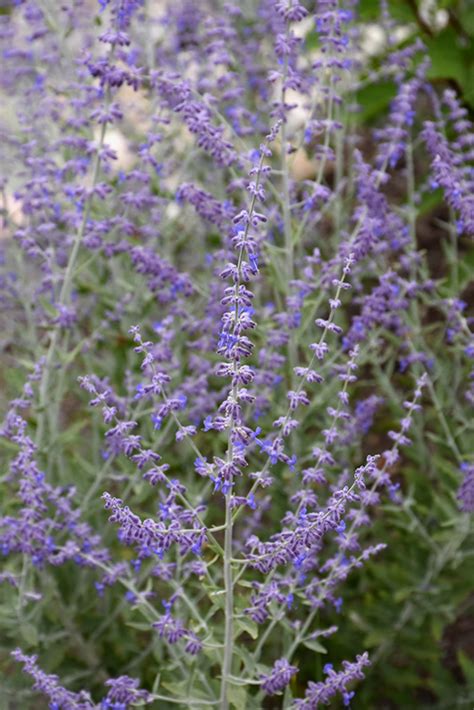 Little Spire Russian Sage Perovskia Little Spire In Columbus Dublin