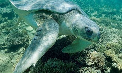 They're usually found in the shallows, on rocks and in seaweed. 10 Amazing Great Barrier Reef Animals