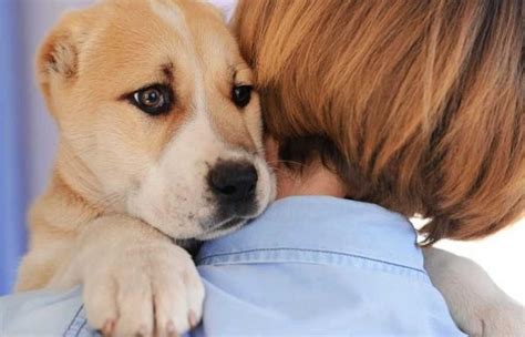 Cachorro Sente Quando O Dono Está Triste Mundo Ecologia